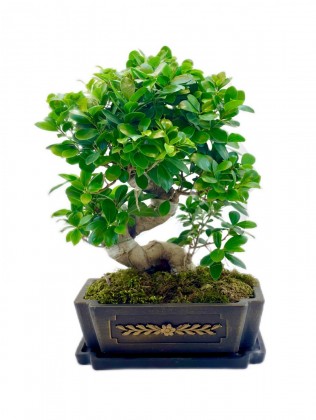 Nakış Sandık Bonsai Ağacı 