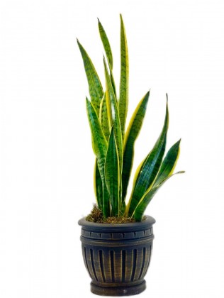 Antik Saksıda Paşa Kılıcı (Sansevieria) 