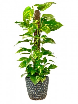 Decor Saksıda Patos İç Mekan Sarmaşığı (Pothos) 80 cm 