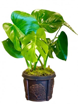 Deve Tabanı (Monstera Deliciosa) 