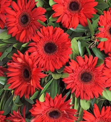 Kırmızı Gerbera Ferforje