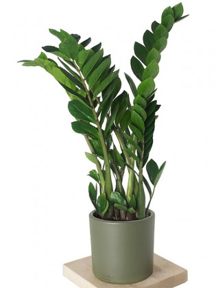 Zamioculcas ZZ Plant Large (Zamia Bitkisi)