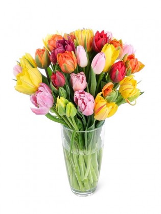 mixed tulips