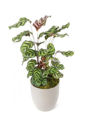 Dua Çiçeği - Calathea Makoyana