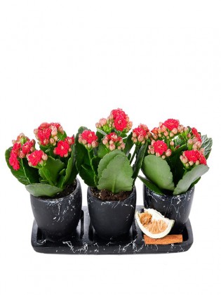 Trio Saksıda kırmızı Kalanchoe