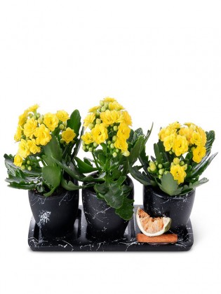 Trio Saksıda sarı Kalanchoe