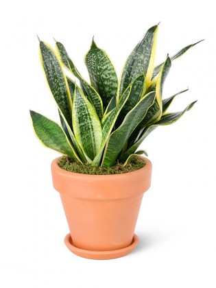 Terracota Saksıda Sansevieria - Paşa Kılıcı