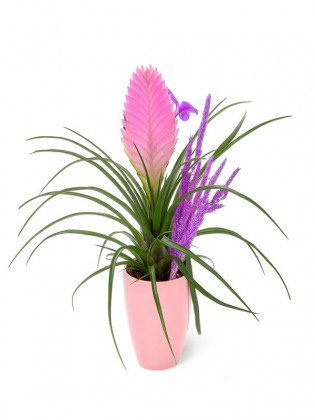 Hava Bitkisi - Tillandsia Cyanea Saksılı