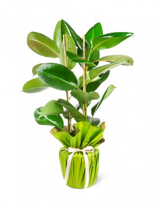 Ficus Elastica - Kauçuk Çiçeği (2 Gövdeli)