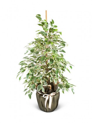 Ficus Benjamin Starlight