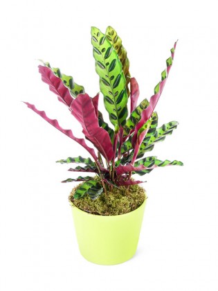 Dua Çiçeği - Calathea Lancifolia