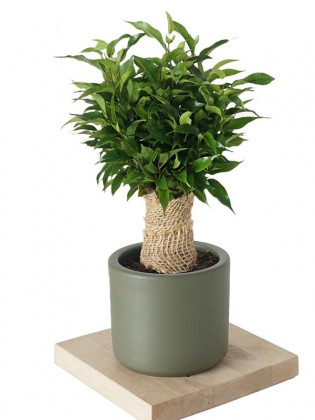 Benjamin Bonsai (Ficus Hasır Gövdeli)