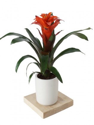 Guzmania Francesca