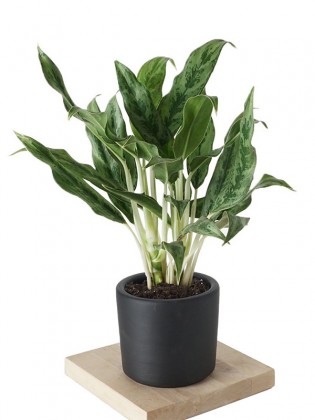 Aglaonema Silver Queen (Çin Herdemyeşili) Bitkisi