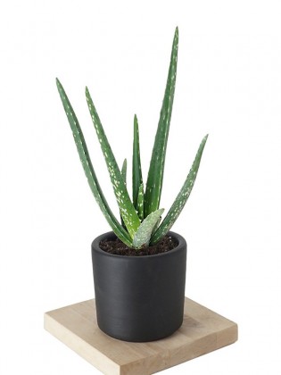 Aloe Vera (Sarısabır) Bitkisi