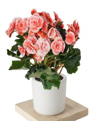 Begonia Toran (Katmerli Alacalı Pembe Begonya)