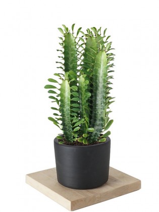 Euphorbia (Afrika Süt Ağacı Kaktüs) 30-35cm