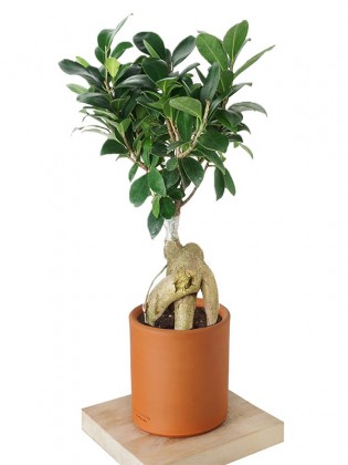 Ficus Ginseng (Bonsai Ağacı)