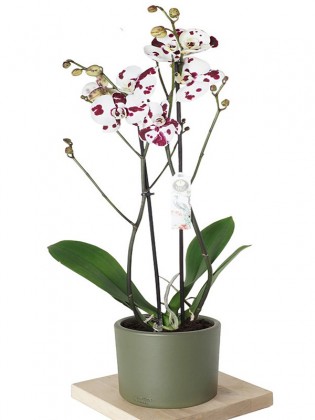 Phalaenopsis Orchids (Benekli Orkide)