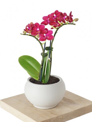 Phalaenopsis Orchids Mini (Bordo Orkide)