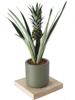 Pineapple Plant (Ananas Bitkisi)