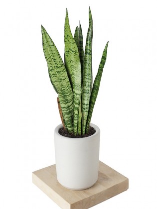 Sansevieria Zeylanica (Paşa Kılıcı)