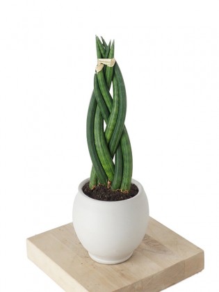 Sansevieria Medium (Örgülü Paşa Kılıcı)