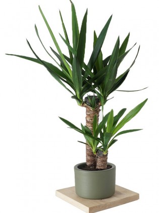 Yucca (Yuka Ağacı 2 Gövdeli)