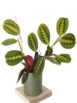 Maranta Tricolor (Dua Çiçeği)