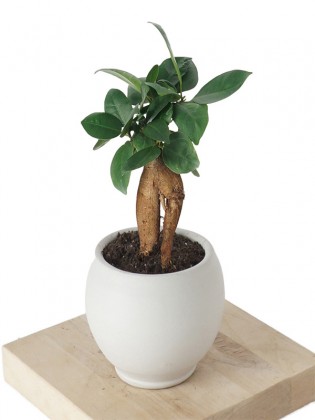 Bonsai Ficus Ginseng (Bonsai Şans & Bereket Ağacı)