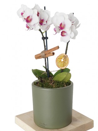 Phalaenopsis White (Beyaz Midi 2'li Orkide)