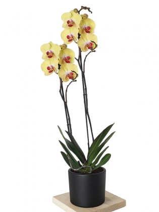 Phalaenopsis Yellow Orchid (Sarı Orkide)