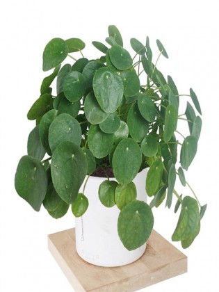 Pilea Peperomioides (Para Çiçeği) - Xlarge