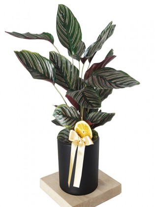 Calathea Sanderiana Gift (Hediye Dua Çiçeği)