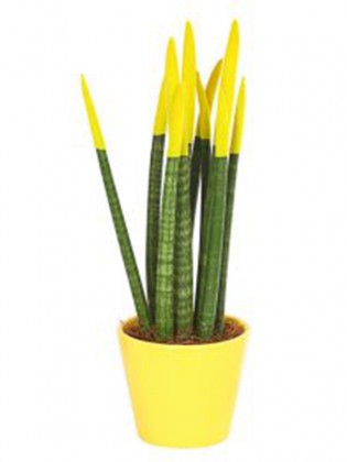 Sansevieria yellow