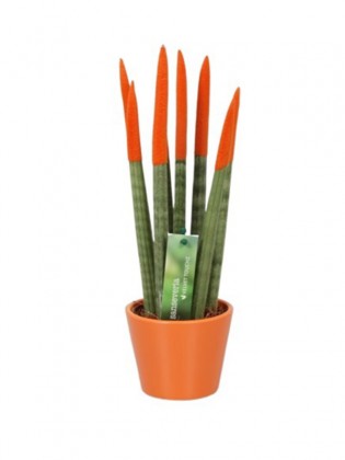 Sansevieria Orange