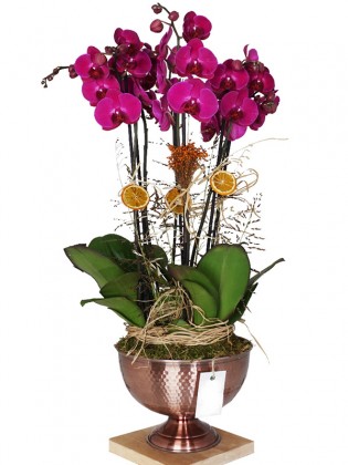 Grand Purple Orchid (Mor 6 Dallı Orkide)