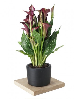 Calla Lily (Gala Bitkisi) Bordo