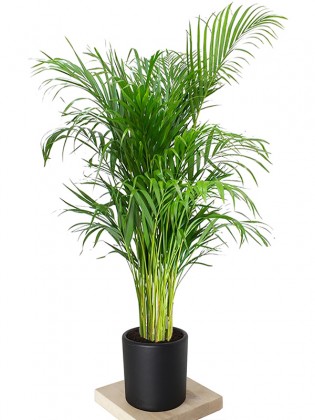 Areca Palm (Areka Palmiyesi 180-195cm)