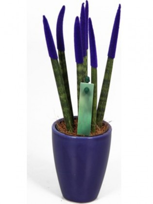 Sansevieria Navy blue