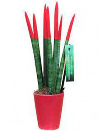 Sansevieria pink