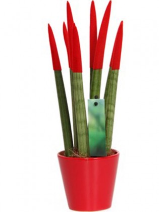 Sansevieria red 