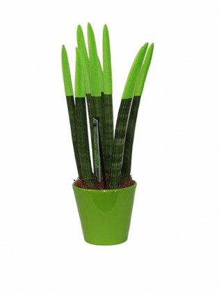 Sansevieria green