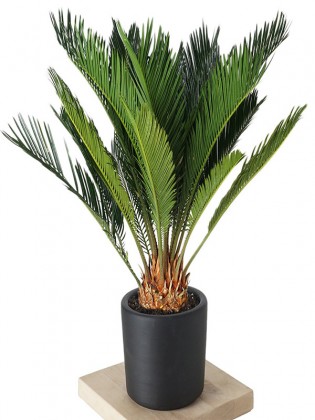 Cycas Revoluta (Sikas Sago Palmiyesi) Large