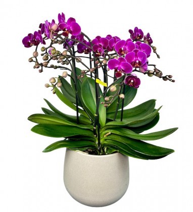 duet orchid