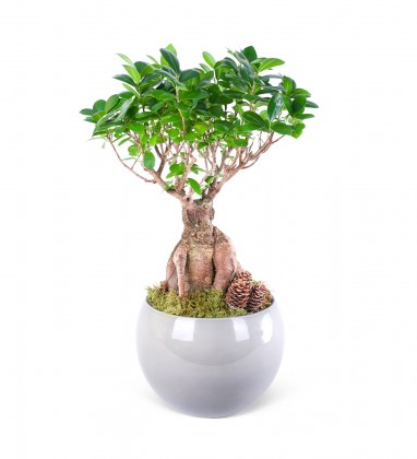 Ficus Gingseng Bonsai Ağacı